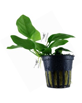 Anubias Nana en Pot